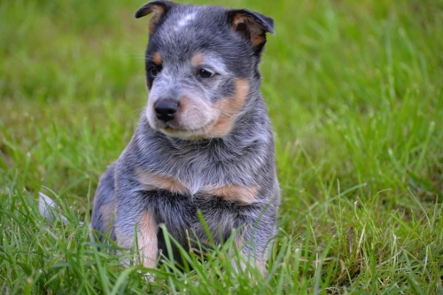 HARLEY DAVIDSON - male - 7 weeks old